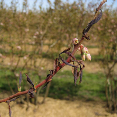 Blueberry Shock Virus — Blueberry Shock Virus (BIShV)