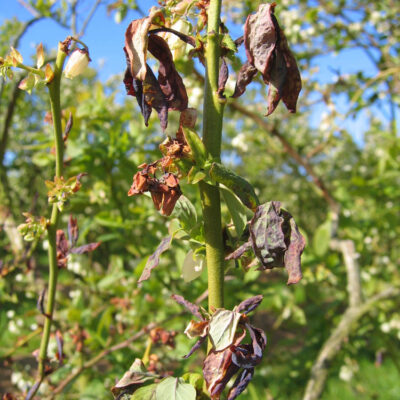Blueberry Shock Virus — Blueberry Shock Virus (BIShV)