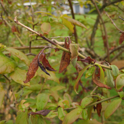 Blueberry Shock Virus — Blueberry Shock Virus (BIShV)