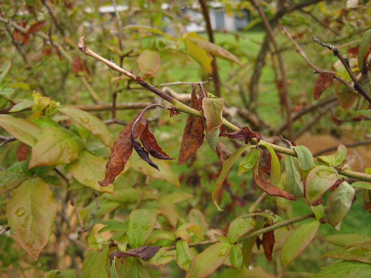 Blueberry Shock Virus (BIShV)