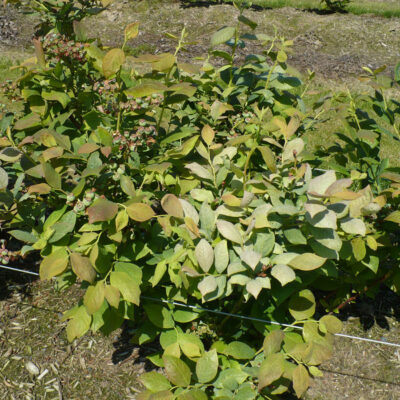 Silver Leaf On Phomopsis Infected Draper Plant — Silver Leaf