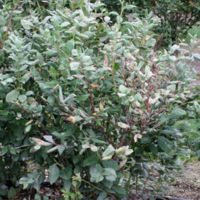 Silver Leaf Draper — Silver Leaf