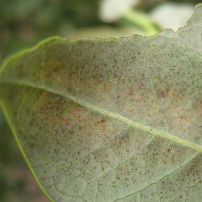 Spider Mites On Blueberry Leaf — Mites