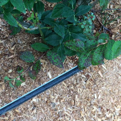 Spray Injury Chateau Drift — Contact Spray Injury