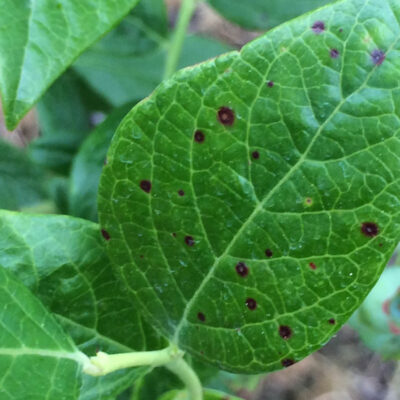 Spray Injury Chateau Drift — Contact Spray Injury