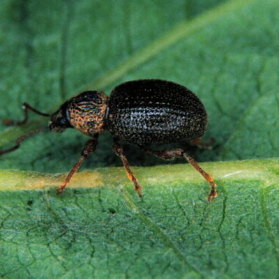 Strawberry Root Weevil — Weevils