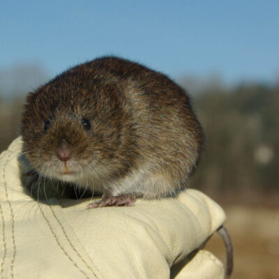 Townsends Vole — Vertebrate Pests