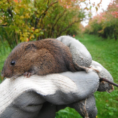 Townsends Vole — Vertebrate Pests