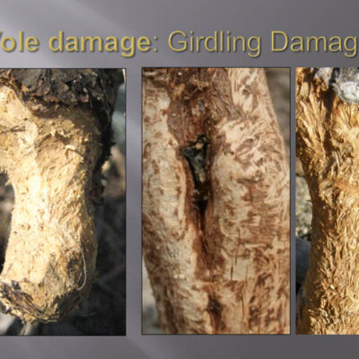 Vole Damage — Vertebrate Pests
