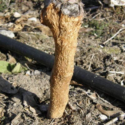 Vole Grinding — Vertebrate Pests