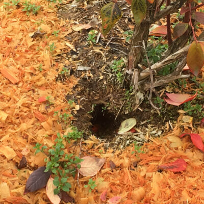Vole Hole — Vertebrate Pests