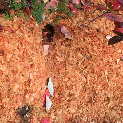 Vole Hole — Vertebrate Pests