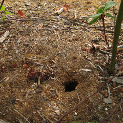 Vole Hole — Vertebrate Pests