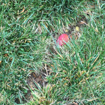 Vole Runways — Vertebrate Pests
