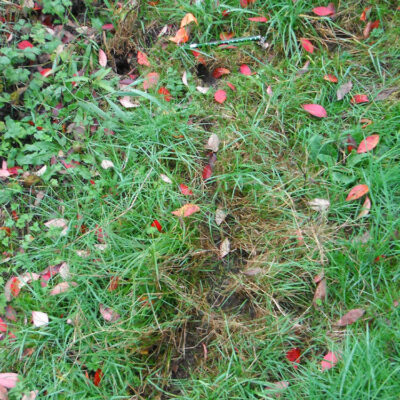 Vole Runways and Holes — Vertebrate Pests
