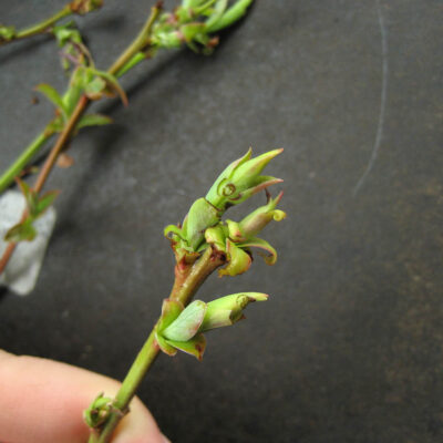 Weevil Damage on Bud. — Weevils
