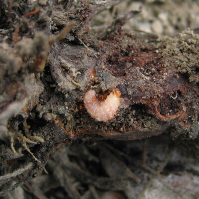Weevil Larva. — Weevils