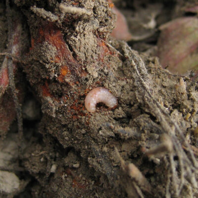Weevil Larva. — Weevils