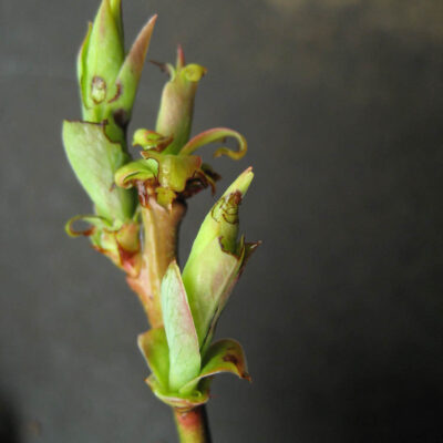 Weevil Notching on Leaf. — Weevils