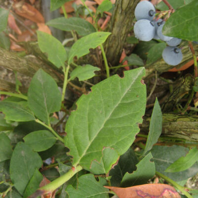 Weevil Notching on Leaf. — Weevils