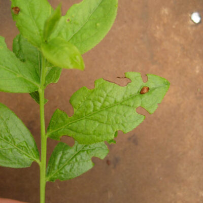 Weevil Notching on Leaf. — Weevils
