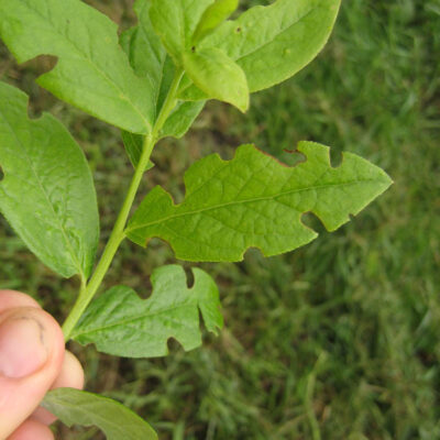 Weevil Notching on Leaf. — Weevils
