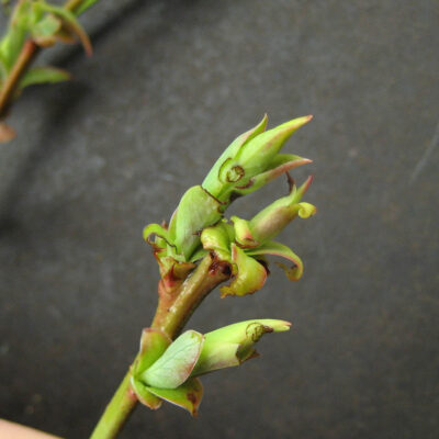 Weevil Notching on Leaf. — Weevils