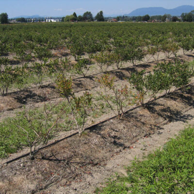 Plant decline caused by weevils. — Weevils