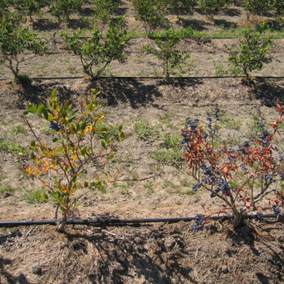 Plant decline caused by weevils. — Weevils