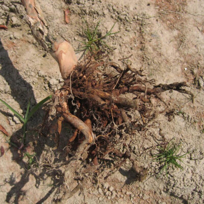 Root decline caused by weevils. — Weevils
