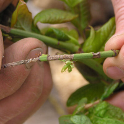 Weevil Damage on Twig — Weevils