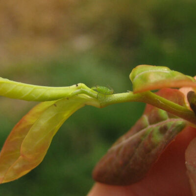 Wingless Adult Giving Birth To Live Young — Aphids