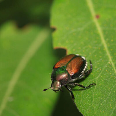 Japanese Beetle — Japanese Beetle