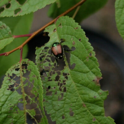 Japanese Beetle — Japanese Beetle