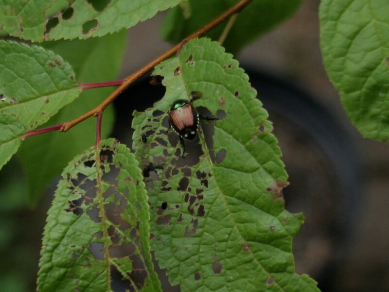 Japanese Beetle