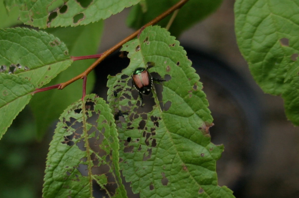 Japanese Beetle