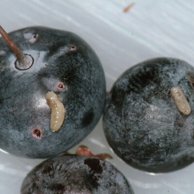 Blueberry Maggot — Blueberry Maggot