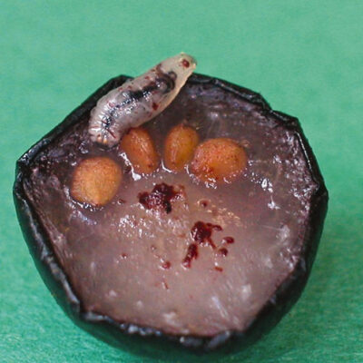 Blueberry Maggot — Blueberry Maggot