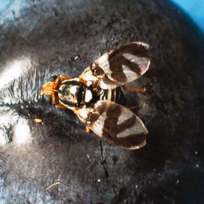 Blueberry Maggot — Blueberry Maggot