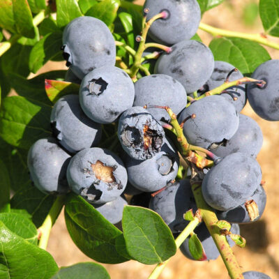 Bird Damage — Vertebrate Pests