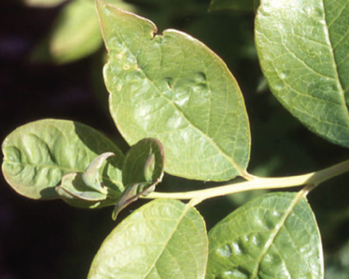 Blueberry Leaf Mottle