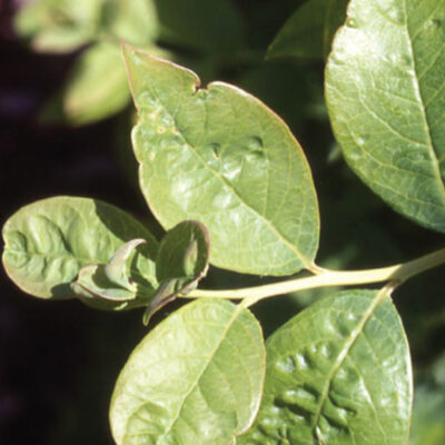 blmv — Blueberry Leaf Mottle