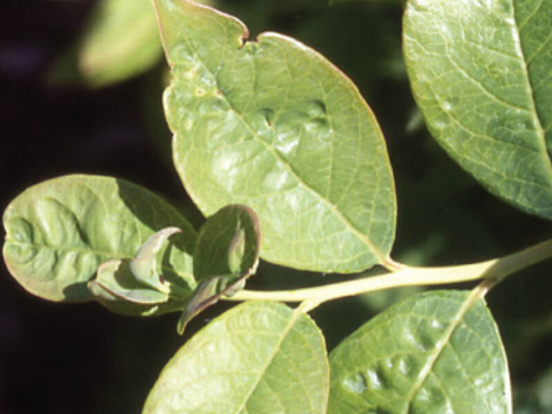 Blueberry Leaf Mottle