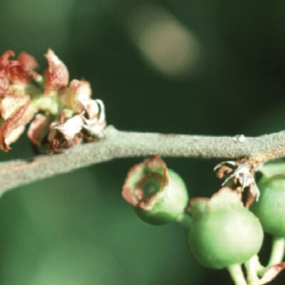 Blueberry Bud Mite — Blueberry Bud Mite