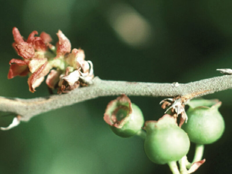 Blueberry Bud Mite
