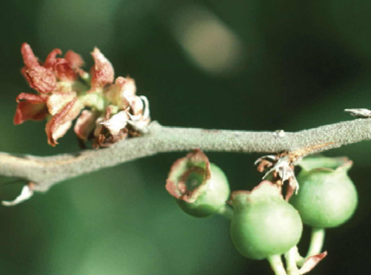 Blueberry Bud Mite