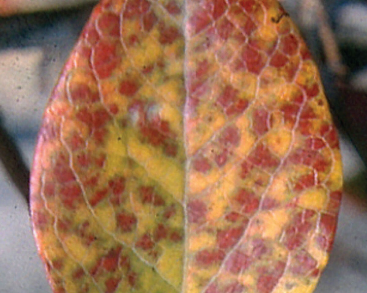 Blueberry Red Ringspot