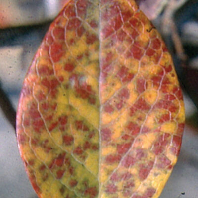 brrv — Blueberry Red Ringspot