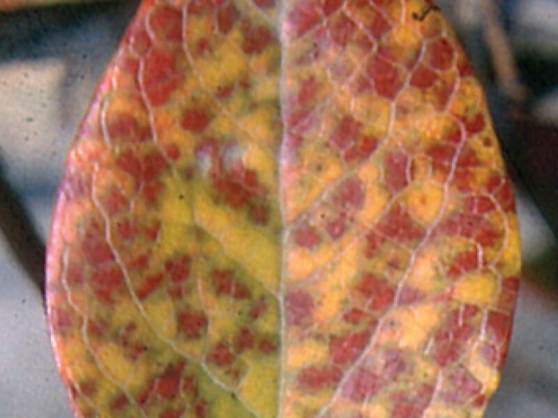 Blueberry Red Ringspot