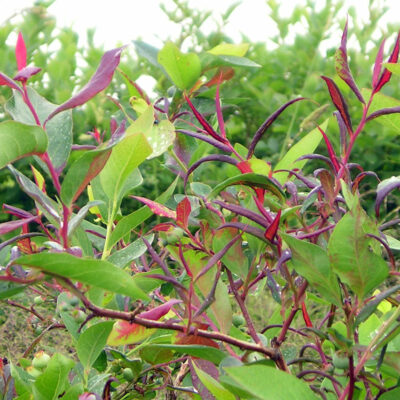 bssv — Blueberry Shoestring